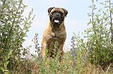 BULLMASTIFF 287